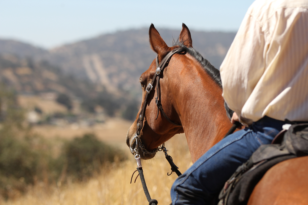 Horseback riding in Los Angeles | Near Qwil Apartment Larchmont Village