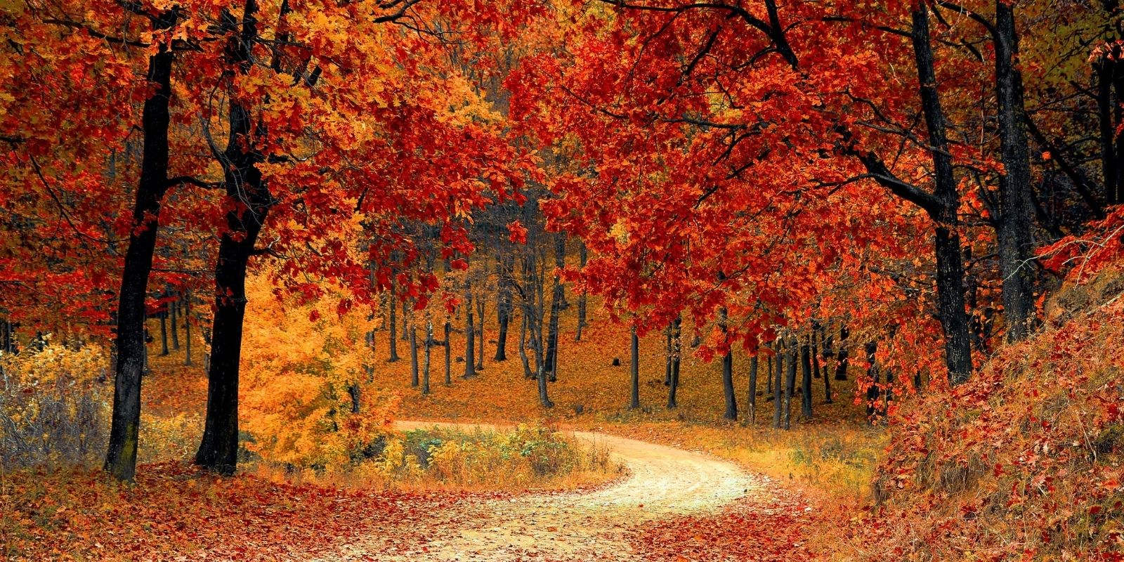Where to See Fall Colors In Los Angeles